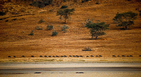 Wildebeests touring the Ngorongoro crater Hippos in the front, Wildebeests in the middle, and a weaver nest covered tree in the back.  Africa,Blue wildebeest,Connochaetes taurinus,Ngorongoro,Ngorongoro Crater,Serengeti area,Tanzania
