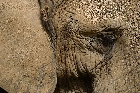 Asian Elephant extreme closeup An up close view of the wrinkled skin of an Asian Elephant. Asian Elephant,Asian elephant,Elephant,Elephas maximus,Rhenen Zoo