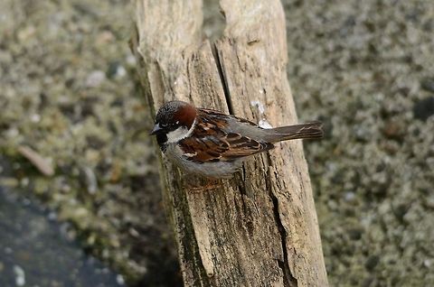 Small Sparrow A small male sparrow on a branch in the Rhenen zoo. Birds,House Sparrow,Passer domesticus,Rhenen Zoo,Sparrow