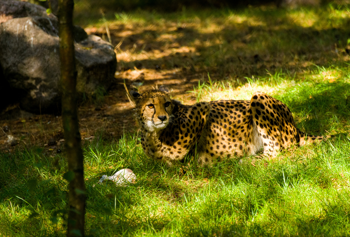 Cheetah, Beekse Bergen, Netherlands Zoo photo. Acinonyx jubatus,Beekse Bergen,Cheetah,Europe,Netherlands,World