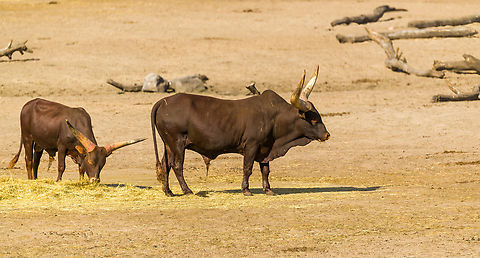 Watusi cattle, Beekse Bergen, Netherlands An African breed of cattle known for their large horns, although the individuals in this photo don't really compare to this:
https://nl.wikipedia.org/wiki/Watusirund#/media/Bestand:Watusi_Thoiry_1982.jpg Beekse Bergen,Bos primigenius taurus,Cattle,Europe,Netherlands,World
