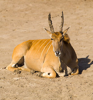 Common Eland, Beekse Bergen, Netherlands Zoo photos.
https://www.jungledragon.com/image/137708/common_eland_-_resting_beekse_bergen_netherlands.html Beekse Bergen,Common eland,Europe,Netherlands,Taurotragus oryx,World