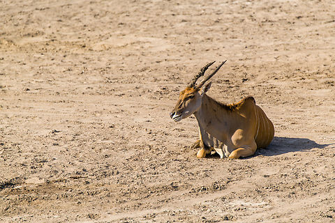 Common Eland - resting, Beekse Bergen, Netherlands Zoo photos.
https://www.jungledragon.com/image/137707/common_eland_beekse_bergen_netherlands.html Beekse Bergen,Common eland,Europe,Netherlands,Taurotragus oryx,World