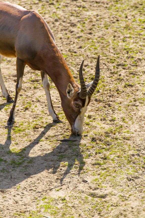 Blesbok, Beekse Bergen, Netherlands Zoo photo. Beekse Bergen,Blesbok,Damaliscus pygargus phillipsi,Europe,Netherlands,World