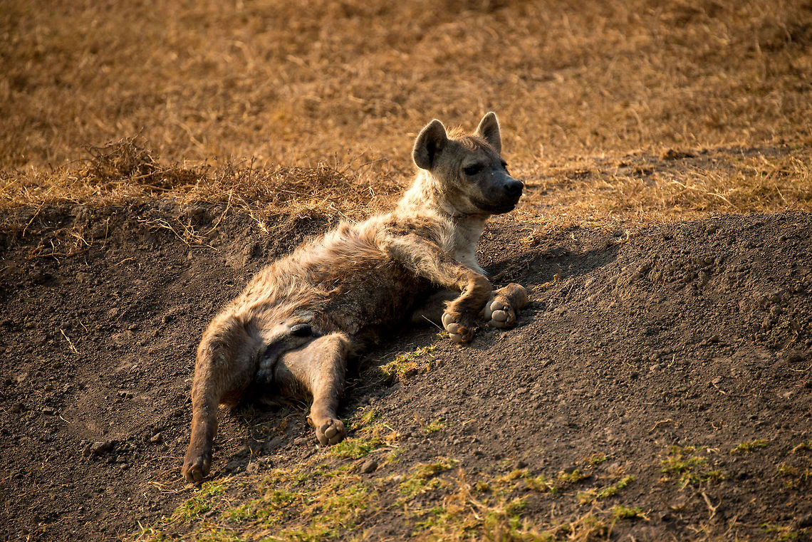 Young Spotted Hyena on Ngorongoro crater floor Whilst the rest of the pack is out scavenging, this young Hyena rests in the group&#039;s hideout. Note that you cannot easily determine the gender of a Hyena visually, as females have large sexual organs that resemble that of a male. Africa,Crocuta crocuta,Ngorongoro,Ngorongoro Crater,Serengeti area,Spotted Hyena,Tanzania