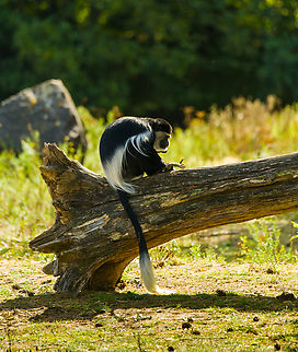 Mantled guereza, Beekse Bergen, Netherlands Zoo photo. Beekse Bergen,Colobus guereza,Europe,Mantled guereza,Netherlands,World