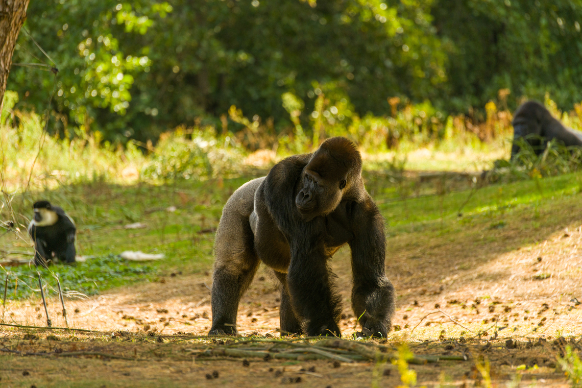 Western gorilla foraging, Beekse Bergen, Netherlands Male gorilla as part of a second group found in this zoo. In the background (left) is a Mantled guereza. Beekse Bergen,Europe,Gorilla gorilla,Netherlands,Western gorilla,World