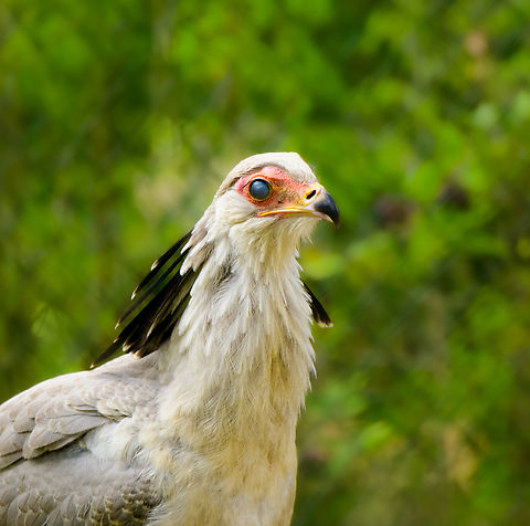 Secretary bird (blink), Beekse Bergen, Netherlands Zoo photos of one of my all-time favorite birds. A combination of elegance and brutality. In the wild, this bird stomps snakes to death and waits on the edge of bush fires to pick up fleeing animals. Hence, I call it the secreterrorist bird.
https://www.jungledragon.com/image/137718/secretary_bird_beekse_bergen_netherlands.html
https://www.jungledragon.com/image/137717/secretary_bird_-_full_body_beekse_bergen_netherlands.html
https://www.jungledragon.com/image/137716/secretary_bird_frontal_beekse_bergen_netherlands.html
https://www.jungledragon.com/image/137715/secretary_bird_side_beekse_bergen_netherlands.html Beekse Bergen,Europe,Netherlands,Sagittarius serpentarius,Secretary Bird,World