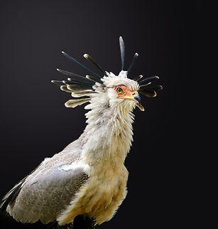 Secretary bird (side), Beekse Bergen, Netherlands (creative edit, background removed)

Zoo photos of one of my all-time favorite birds. A combination of elegance and brutality. In the wild, this bird stomps snakes to death and waits on the edge of bush fires to pick up fleeing animals. Hence, I call it the secreterrorist bird.
https://www.jungledragon.com/image/137718/secretary_bird_beekse_bergen_netherlands.html
https://www.jungledragon.com/image/137717/secretary_bird_-_full_body_beekse_bergen_netherlands.html
https://www.jungledragon.com/image/137714/secretary_bird_blink_beekse_bergen_netherlands.html
https://www.jungledragon.com/image/137716/secretary_bird_frontal_beekse_bergen_netherlands.html Beekse Bergen,Europe,Netherlands,Sagittarius serpentarius,Secretary Bird,World