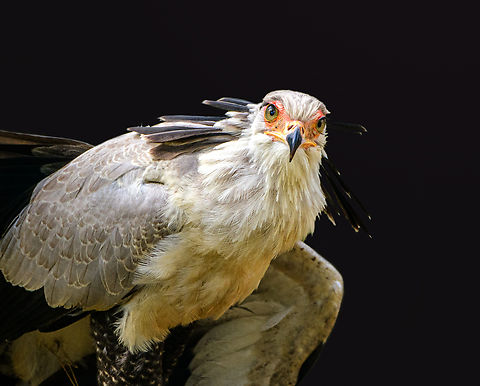 Secretary bird (frontal), Beekse Bergen, Netherlands (creative edit, background removed)

Zoo photos of one of my all-time favorite birds. A combination of elegance and brutality. In the wild, this bird stomps snakes to death and waits on the edge of bush fires to pick up fleeing animals. Hence, I call it the secreterrorist bird.
https://www.jungledragon.com/image/137718/secretary_bird_beekse_bergen_netherlands.html
https://www.jungledragon.com/image/137717/secretary_bird_-_full_body_beekse_bergen_netherlands.html
https://www.jungledragon.com/image/137714/secretary_bird_blink_beekse_bergen_netherlands.html
https://www.jungledragon.com/image/137715/secretary_bird_side_beekse_bergen_netherlands.html Beekse Bergen,Europe,Netherlands,Sagittarius serpentarius,Secretary Bird,World