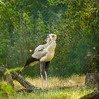 Secretary bird - full body, Beekse Bergen, Netherlands Zoo photos of one of my all-time favorite birds. A combination of elegance and brutality. In the wild, this bird stomps snakes to death and waits on the edge of bush fires to pick up fleeing animals. Hence, I call it the secreterrorist bird.<br />
https://www.jungledragon.com/image/137718/secretary_bird_beekse_bergen_netherlands.html<br />
https://www.jungledragon.com/image/137714/secretary_bird_blink_beekse_bergen_netherlands.html<br />
https://www.jungledragon.com/image/137716/secretary_bird_frontal_beekse_bergen_netherlands.html<br />
https://www.jungledragon.com/image/137715/secretary_bird_side_beekse_bergen_netherlands.html Beekse Bergen,Europe,Netherlands,Sagittarius serpentarius,Secretary Bird,World