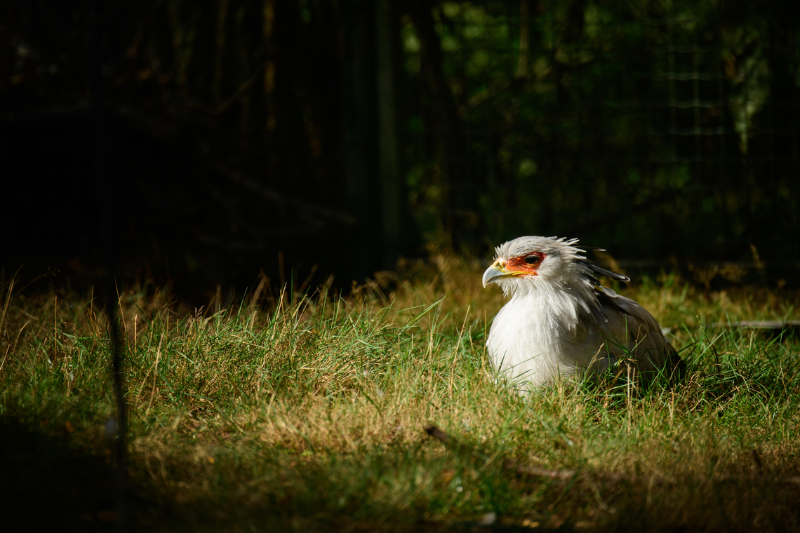 Secretary bird, Beekse Bergen, Netherlands Zoo photos of one of my all-time favorite birds. A combination of elegance and brutality. In the wild, this bird stomps snakes to death and waits on the edge of bush fires to pick up fleeing animals. Hence, I call it the secreterrorist bird.<br />
<figure class="photo"><a href="https://www.jungledragon.com/image/137717/secretary_bird_-_full_body_beekse_bergen_netherlands.html" title="Secretary bird - full body, Beekse Bergen, Netherlands"><img src="https://s3.amazonaws.com/media.jungledragon.com/images/2/137717_thumb.jpg?AWSAccessKeyId=05GMT0V3GWVNE7GGM1R2&Expires=1767225610&Signature=avVolMhwCHO%2BU%2BLsjWpzdRntqh8%3D" width="200" height="200" alt="Secretary bird - full body, Beekse Bergen, Netherlands Zoo photos of one of my all-time favorite birds. A combination of elegance and brutality. In the wild, this bird stomps snakes to death and waits on the edge of bush fires to pick up fleeing animals. Hence, I call it the secreterrorist bird.<br />
https://www.jungledragon.com/image/137718/secretary_bird_beekse_bergen_netherlands.html<br />
https://www.jungledragon.com/image/137714/secretary_bird_blink_beekse_bergen_netherlands.html<br />
https://www.jungledragon.com/image/137716/secretary_bird_frontal_beekse_bergen_netherlands.html<br />
https://www.jungledragon.com/image/137715/secretary_bird_side_beekse_bergen_netherlands.html Beekse Bergen,Europe,Netherlands,Sagittarius serpentarius,Secretary Bird,World" /></a></figure><br />
<figure class="photo"><a href="https://www.jungledragon.com/image/137714/secretary_bird_blink_beekse_bergen_netherlands.html" title="Secretary bird (blink), Beekse Bergen, Netherlands"><img src="https://s3.amazonaws.com/media.jungledragon.com/images/2/137714_thumb.jpg?AWSAccessKeyId=05GMT0V3GWVNE7GGM1R2&Expires=1767225610&Signature=TsRqQBjr7PK%2F9I8MNYVjqXs5%2BdQ%3D" width="200" height="200" alt="Secretary bird (blink), Beekse Bergen, Netherlands Zoo photos of one of my all-time favorite birds. A combination of elegance and brutality. In the wild, this bird stomps snakes to death and waits on the edge of bush fires to pick up fleeing animals. Hence, I call it the secreterrorist bird.<br />
https://www.jungledragon.com/image/137718/secretary_bird_beekse_bergen_netherlands.html<br />
https://www.jungledragon.com/image/137717/secretary_bird_-_full_body_beekse_bergen_netherlands.html<br />
https://www.jungledragon.com/image/137716/secretary_bird_frontal_beekse_bergen_netherlands.html<br />
https://www.jungledragon.com/image/137715/secretary_bird_side_beekse_bergen_netherlands.html Beekse Bergen,Europe,Netherlands,Sagittarius serpentarius,Secretary Bird,World" /></a></figure><br />
<figure class="photo"><a href="https://www.jungledragon.com/image/137716/secretary_bird_frontal_beekse_bergen_netherlands.html" title="Secretary bird (frontal), Beekse Bergen, Netherlands"><img src="https://s3.amazonaws.com/media.jungledragon.com/images/2/137716_thumb.jpg?AWSAccessKeyId=05GMT0V3GWVNE7GGM1R2&Expires=1767225610&Signature=VtOhC4i%2Fk2EInwK8%2Bwl%2BnvNPim0%3D" width="200" height="162" alt="Secretary bird (frontal), Beekse Bergen, Netherlands (creative edit, background removed)<br />
<br />
Zoo photos of one of my all-time favorite birds. A combination of elegance and brutality. In the wild, this bird stomps snakes to death and waits on the edge of bush fires to pick up fleeing animals. Hence, I call it the secreterrorist bird.<br />
https://www.jungledragon.com/image/137718/secretary_bird_beekse_bergen_netherlands.html<br />
https://www.jungledragon.com/image/137717/secretary_bird_-_full_body_beekse_bergen_netherlands.html<br />
https://www.jungledragon.com/image/137714/secretary_bird_blink_beekse_bergen_netherlands.html<br />
https://www.jungledragon.com/image/137715/secretary_bird_side_beekse_bergen_netherlands.html Beekse Bergen,Europe,Netherlands,Sagittarius serpentarius,Secretary Bird,World" /></a></figure><br />
<figure class="photo"><a href="https://www.jungledragon.com/image/137715/secretary_bird_side_beekse_bergen_netherlands.html" title="Secretary bird (side), Beekse Bergen, Netherlands"><img src="https://s3.amazonaws.com/media.jungledragon.com/images/2/137715_thumb.jpg?AWSAccessKeyId=05GMT0V3GWVNE7GGM1R2&Expires=1767225610&Signature=%2BG%2FROPrmns3lTtUnAnpsLF%2FY2uA%3D" width="146" height="152" alt="Secretary bird (side), Beekse Bergen, Netherlands (creative edit, background removed)<br />
<br />
Zoo photos of one of my all-time favorite birds. A combination of elegance and brutality. In the wild, this bird stomps snakes to death and waits on the edge of bush fires to pick up fleeing animals. Hence, I call it the secreterrorist bird.<br />
https://www.jungledragon.com/image/137718/secretary_bird_beekse_bergen_netherlands.html<br />
https://www.jungledragon.com/image/137717/secretary_bird_-_full_body_beekse_bergen_netherlands.html<br />
https://www.jungledragon.com/image/137714/secretary_bird_blink_beekse_bergen_netherlands.html<br />
https://www.jungledragon.com/image/137716/secretary_bird_frontal_beekse_bergen_netherlands.html Beekse Bergen,Europe,Netherlands,Sagittarius serpentarius,Secretary Bird,World" /></a></figure> Beekse Bergen,Europe,Netherlands,Sagittarius serpentarius,Secretary Bird,World