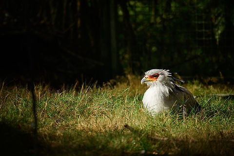 Secretary bird, Beekse Bergen, Netherlands Zoo photos of one of my all-time favorite birds. A combination of elegance and brutality. In the wild, this bird stomps snakes to death and waits on the edge of bush fires to pick up fleeing animals. Hence, I call it the secreterrorist bird.
https://www.jungledragon.com/image/137717/secretary_bird_-_full_body_beekse_bergen_netherlands.html
https://www.jungledragon.com/image/137714/secretary_bird_blink_beekse_bergen_netherlands.html
https://www.jungledragon.com/image/137716/secretary_bird_frontal_beekse_bergen_netherlands.html
https://www.jungledragon.com/image/137715/secretary_bird_side_beekse_bergen_netherlands.html Beekse Bergen,Europe,Netherlands,Sagittarius serpentarius,Secretary Bird,World