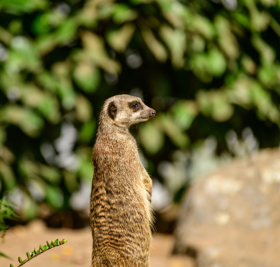 Meerkat, Beekse Bergen, Netherlands Zoo photos. Sometimes nicknamed &quot;earthman&quot; in dutch, after their burrow lifestyle.<br />
<section class="video"><iframe width="448" height="282" src="https://www.youtube-nocookie.com/embed/57jEMZ87ND8?hd=1&autoplay=0&rel=0" frameborder="0" allowfullscreen></iframe></section> Beekse Bergen,Europe,Meerkat,Netherlands,Suricata suricatta,World