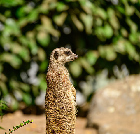 Meerkat, Beekse Bergen, Netherlands Zoo photos. Sometimes nicknamed "earthman" in dutch, after their burrow lifestyle.
https://www.youtube.com/watch?v=57jEMZ87ND8 Beekse Bergen,Europe,Meerkat,Netherlands,Suricata suricatta,World