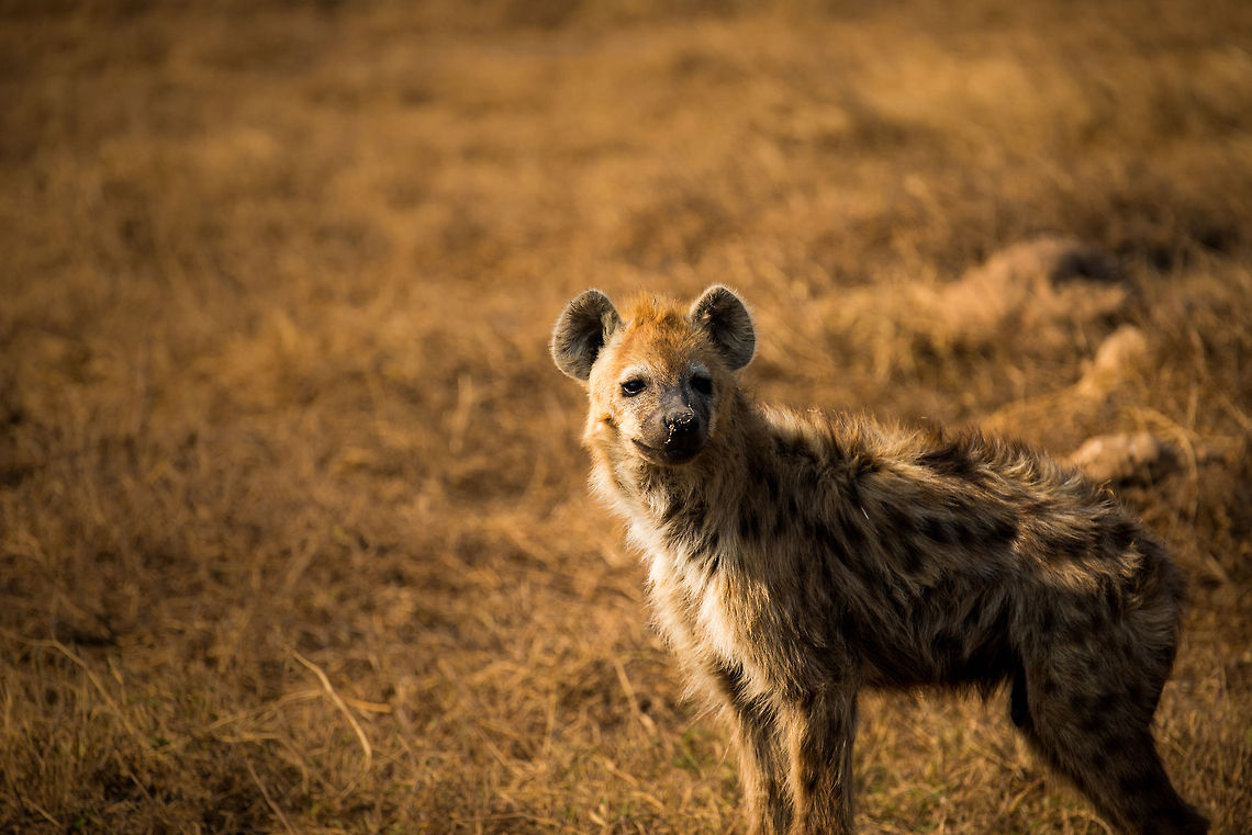 Spotted Hyena nanny on Ngorongoro crater floor This Hyena seems to be the nanny of a few young Hyenas whilst the rest of the group is out to scavenge and hunt. Captured on the Ngorongoro crater floor. Africa,Crocuta crocuta,Geotagged,Ngorongoro,Ngorongoro Crater,Serengeti area,Spotted Hyena,Tanzania