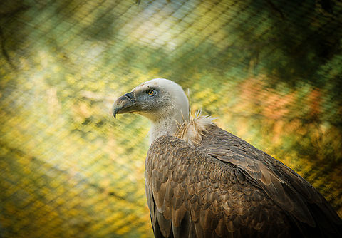 Griffon vulture, Beekse Bergen, Netherlands Zoo photo. Beekse Bergen,Europe,Griffon vulture,Gyps fulvus,Netherlands,World