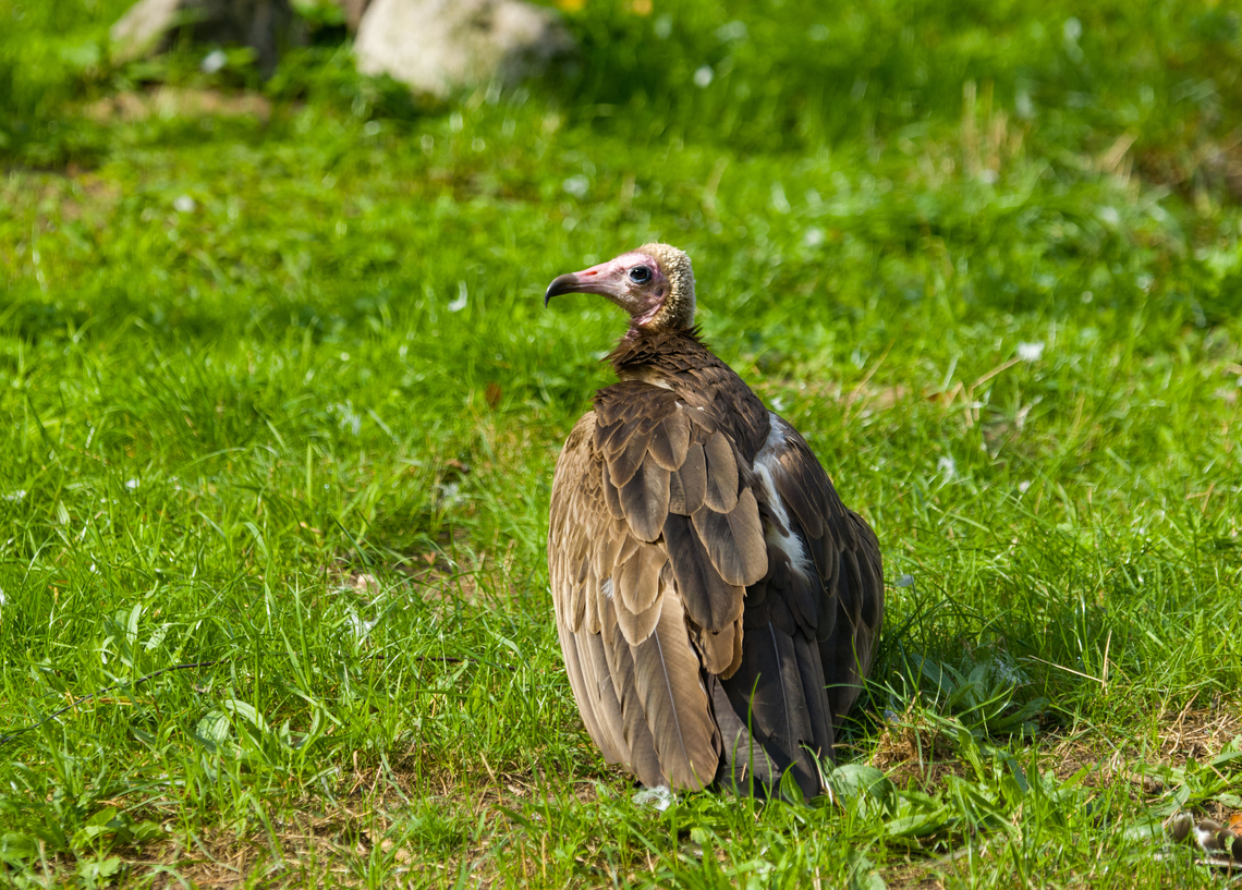 Hooded Vulture, Beekse Bergen, Netherlands  Beekse Bergen,Europe,Hooded Vulture,Necrosyrtes monachus,Netherlands,World