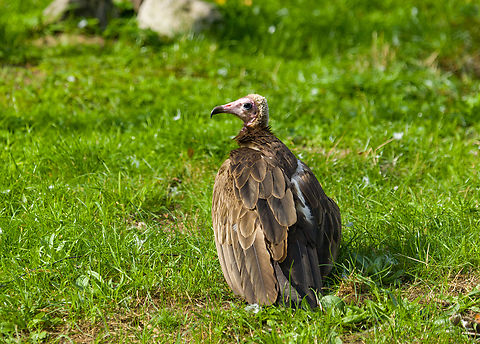 Hooded Vulture, Beekse Bergen, Netherlands  Beekse Bergen,Europe,Hooded Vulture,Necrosyrtes monachus,Netherlands,World