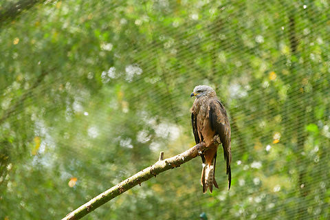Red Kite, Beekse Bergen, Netherlands Zoo photo. Beekse Bergen,Europe,Netherlands,Red kite,Saker Falcon,World