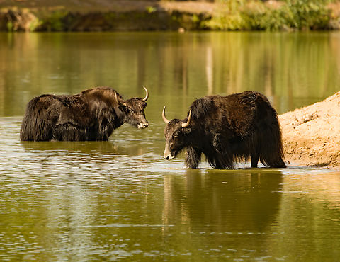 Yak, Beekse Bergen, Netherlands Zoo photo. Beekse Bergen,Bos grunniens,Europe,Netherlands,World,Yak