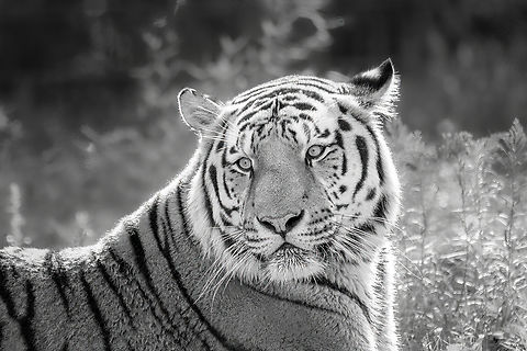 Amur Tiger, Beekse Bergen, Netherlands  Amur Tiger,Beekse Bergen,Europe,Netherlands,Panthera tigris altaica,World