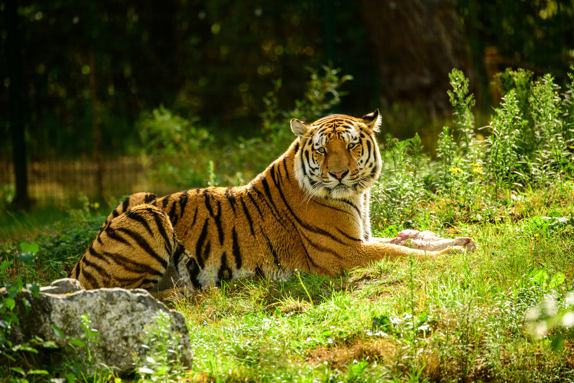 Amur Tiger - feeding time, Beekse Bergen, Netherlands  Amur Tiger,Beekse Bergen,Europe,Netherlands,Panthera tigris altaica,World