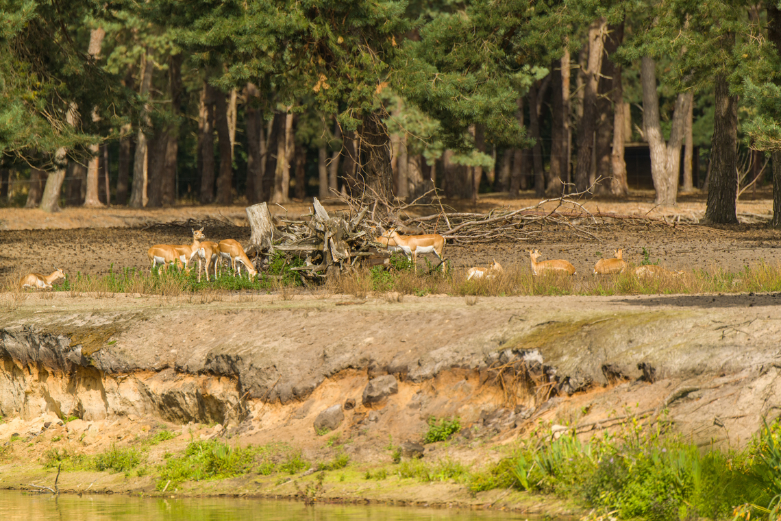 Goitered Gazelle, Beekse Bergen, Netherlands Zoo photo. Remote view. Beekse Bergen,Europe,Gazella subgutturosa,Goitered Gazelle,Netherlands,World