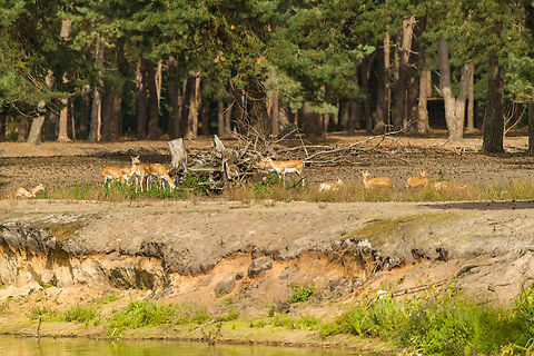 Goitered Gazelle, Beekse Bergen, Netherlands Zoo photo. Remote view. Beekse Bergen,Europe,Gazella subgutturosa,Goitered Gazelle,Netherlands,World