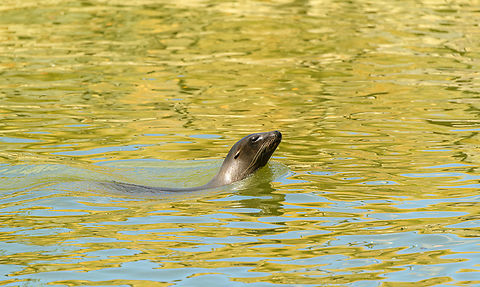 California sea lion, Beekse Bergen, Netherlands Zoo photo. Beekse Bergen,California sea lion,Europe,Netherlands,World,Zalophus californianus