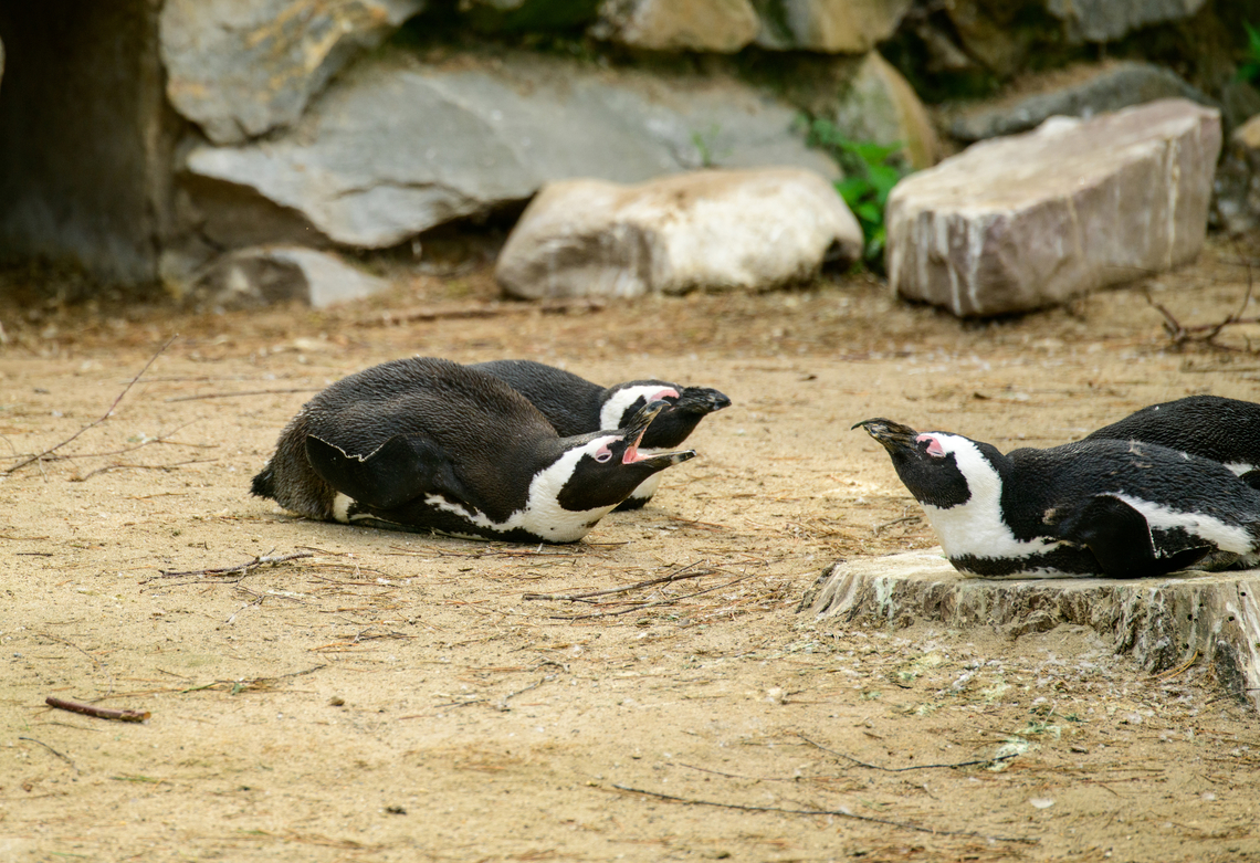African Penguin, Beekse Bergen, Netherlands Zoo photo. Probably a fish quota meeting. African Penguin,Beekse Bergen,Europe,Netherlands,Spheniscus demersus,World