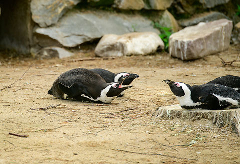 African Penguin, Beekse Bergen, Netherlands Zoo photo. Probably a fish quota meeting. African Penguin,Beekse Bergen,Europe,Netherlands,Spheniscus demersus,World