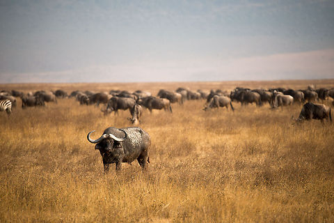 African Buffalo protecting group of other herbivores on Ngorongoro crater floor  Africa,African buffalo,Ngorongoro,Ngorongoro Crater,Serengeti area,Syncerus caffer,Tanzania