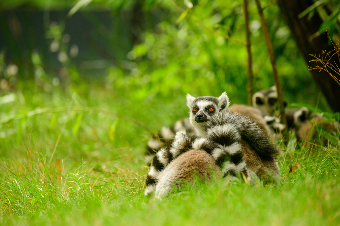 Ring-tailed lemur grooming, Beekse Bergen, Netherlands <figure class="photo"><a href="https://www.jungledragon.com/image/137732/ring-tailed_lemur_grooming_2_beekse_bergen_netherlands.html" title="Ring-tailed lemur grooming 2, Beekse Bergen, Netherlands"><img src="https://s3.amazonaws.com/media.jungledragon.com/images/2/137732_thumb.jpg?AWSAccessKeyId=05GMT0V3GWVNE7GGM1R2&Expires=1770854410&Signature=zHj3j8d%2FVXN3flJwTjRUPTio7oQ%3D" width="200" height="134" alt="Ring-tailed lemur grooming 2, Beekse Bergen, Netherlands https://www.jungledragon.com/image/137731/ring-tailed_lemur_grooming_beekse_bergen_netherlands.html Beekse Bergen,Europe,Lemur catta,Netherlands,Ring-tailed lemur,World" /></a></figure> Beekse Bergen,Europe,Lemur catta,Netherlands,Ring-tailed lemur,World