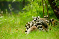 Ring-tailed lemur grooming, Beekse Bergen, Netherlands https://www.jungledragon.com/image/137732/ring-tailed_lemur_grooming_2_beekse_bergen_netherlands.html Beekse Bergen,Europe,Lemur catta,Netherlands,Ring-tailed lemur,World