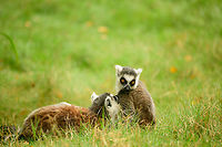 Ring-tailed lemur grooming 2, Beekse Bergen, Netherlands https://www.jungledragon.com/image/137731/ring-tailed_lemur_grooming_beekse_bergen_netherlands.html Beekse Bergen,Europe,Lemur catta,Netherlands,Ring-tailed lemur,World