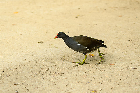 Common Moorhen, Beekse Bergen, Netherlands  Beekse Bergen,Common Moorhen,Europe,Gallinula chloropus,Netherlands,World