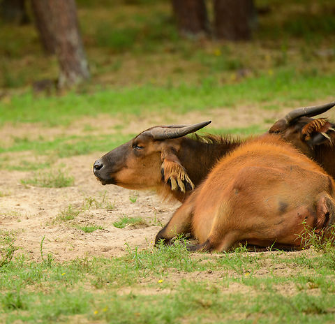 African forest buffalo, Beekse Bergen, Netherlands  African forest buffalo,Beekse Bergen,Europe,Netherlands,Syncerus caffer nanus,World