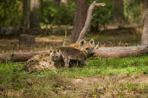 Spotted Hyena with cub, Beekse Bergen, Netherlands  Beekse Bergen,Crocuta crocuta,Europe,Netherlands,Spotted Hyena,World