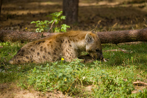 Spotted Hyena feeding, Beekse Bergen, Netherlands  Beekse Bergen,Crocuta crocuta,Europe,Netherlands,Spotted Hyena,World