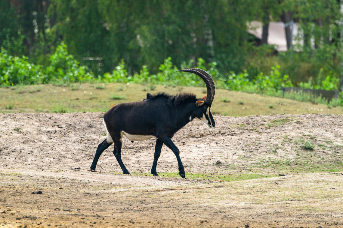 Sable antelope, Beekse Bergen, Netherlands Zoo photo. Beekse Bergen,Europe,Hippotragus niger,Netherlands,Sable antelope,World