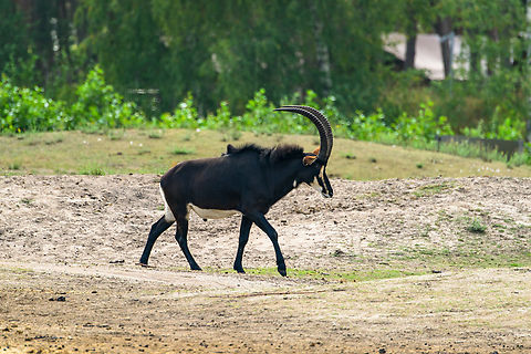 Sable antelope, Beekse Bergen, Netherlands Zoo photo. Beekse Bergen,Europe,Hippotragus niger,Netherlands,Sable antelope,World
