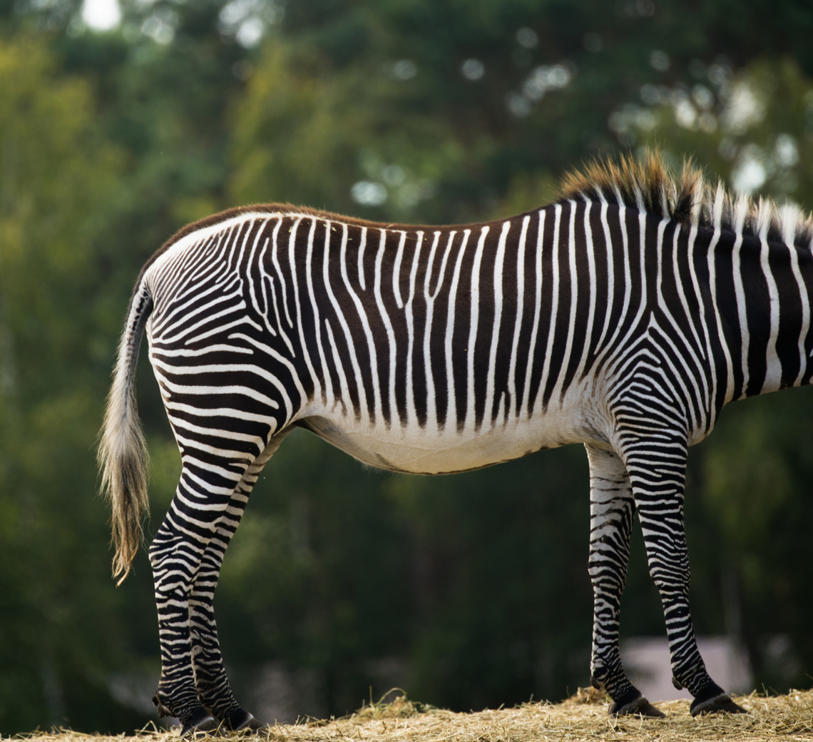 Plains Zebra, Beekse Bergen, Netherlands A little known fact is that the iconic pattern seen on zebras is very effective against insects like flies and mosquitos. Where the typical plains mammal is covered in insects, zebras are not. The theory is that the high contrast pattern confuses insects in their navigation. Beekse Bergen,Equus quagga,Europe,Netherlands,Plains zebra,World