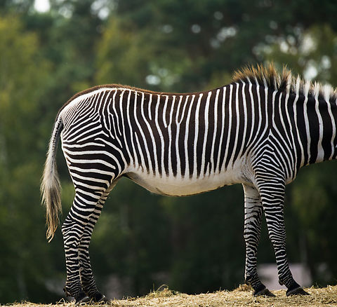 Plains Zebra, Beekse Bergen, Netherlands A little known fact is that the iconic pattern seen on zebras is very effective against insects like flies and mosquitos. Where the typical plains mammal is covered in insects, zebras are not. The theory is that the high contrast pattern confuses insects in their navigation. Beekse Bergen,Equus quagga,Europe,Netherlands,Plains zebra,World