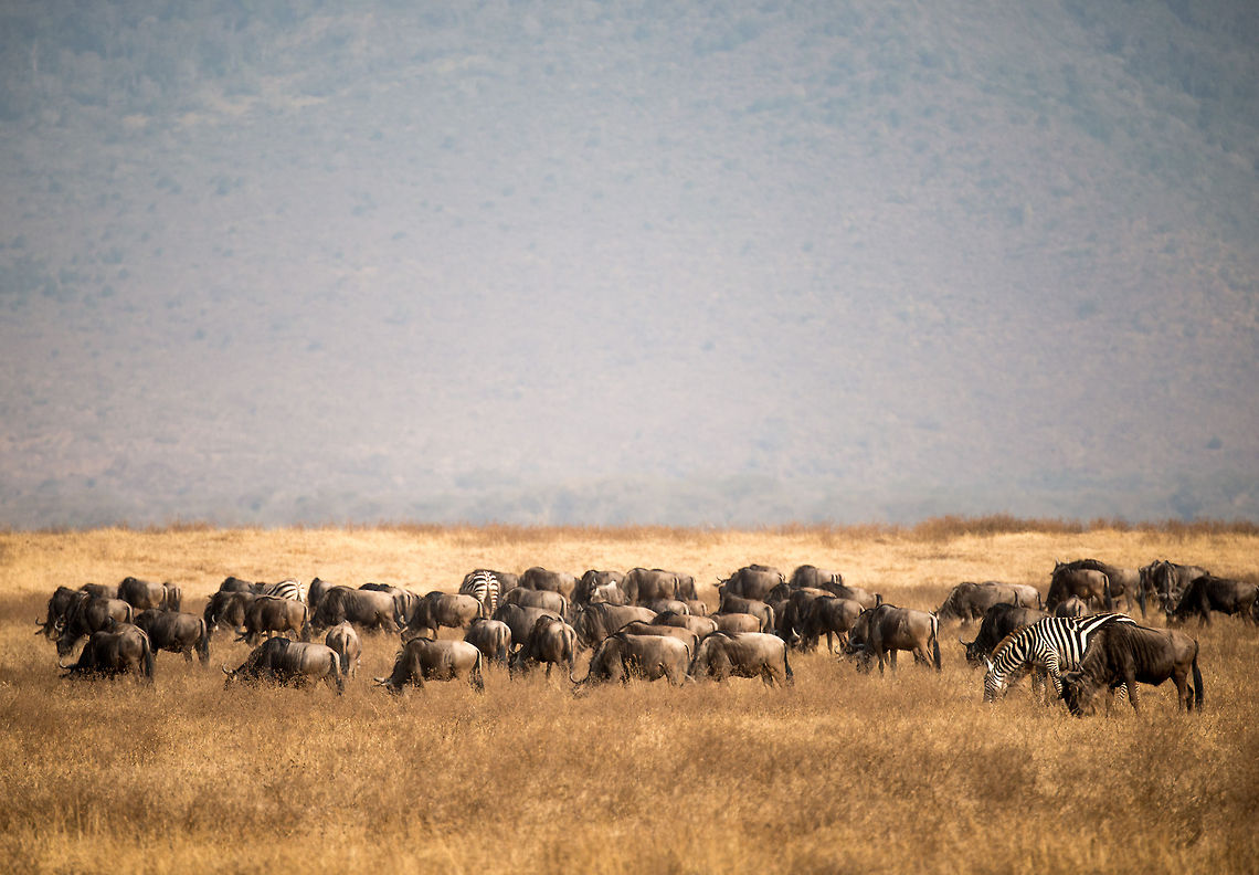 Wildebeests and Zebras collectively grazing on Ngorongoro crater floor  Africa,Blue wildebeest,Connochaetes taurinus,Geotagged,Ngorongoro,Ngorongoro Crater,Serengeti area,Tanzania