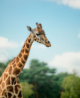 Nubian Giraffe - closeup, Beekse Bergen, Netherlands Note: this is a sub species of the Northern giraffe (Giraffa camelopardalis).
https://www.jungledragon.com/image/137742/nubian_giraffe_beekse_bergen_netherlands.html
https://www.jungledragon.com/image/137743/nubian_giraffe_-_patterns_beekse_bergen_netherlands.html Beekse Bergen,Europe,Giraffa camelopardalis camelopardalis,Netherlands,Nubian giraffe,World