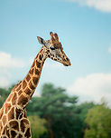 Nubian Giraffe - closeup, Beekse Bergen, Netherlands Note: this is a sub species of the Northern giraffe (Giraffa camelopardalis).<br />
https://www.jungledragon.com/image/137742/nubian_giraffe_beekse_bergen_netherlands.html<br />
https://www.jungledragon.com/image/137743/nubian_giraffe_-_patterns_beekse_bergen_netherlands.html Beekse Bergen,Europe,Giraffa camelopardalis camelopardalis,Netherlands,Nubian giraffe,World