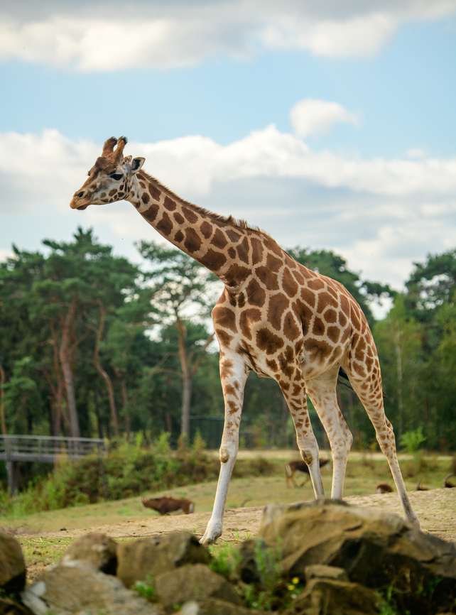 Nubian Giraffe, Beekse Bergen, Netherlands Note: this is a sub species of the Northern giraffe (Giraffa camelopardalis).<br />
<figure class="photo"><a href="https://www.jungledragon.com/image/137741/nubian_giraffe_-_closeup_beekse_bergen_netherlands.html" title="Nubian Giraffe - closeup, Beekse Bergen, Netherlands"><img src="https://s3.amazonaws.com/media.jungledragon.com/images/2/137741_thumb.jpg?AWSAccessKeyId=05GMT0V3GWVNE7GGM1R2&Expires=1759968010&Signature=03jl9yeKWq1WOcydLgM6A%2F0Upks%3D" width="124" height="152" alt="Nubian Giraffe - closeup, Beekse Bergen, Netherlands Note: this is a sub species of the Northern giraffe (Giraffa camelopardalis).<br />
https://www.jungledragon.com/image/137742/nubian_giraffe_beekse_bergen_netherlands.html<br />
https://www.jungledragon.com/image/137743/nubian_giraffe_-_patterns_beekse_bergen_netherlands.html Beekse Bergen,Europe,Giraffa camelopardalis camelopardalis,Netherlands,Nubian giraffe,World" /></a></figure><br />
<figure class="photo"><a href="https://www.jungledragon.com/image/137743/nubian_giraffe_-_patterns_beekse_bergen_netherlands.html" title="Nubian Giraffe - patterns, Beekse Bergen, Netherlands"><img src="https://s3.amazonaws.com/media.jungledragon.com/images/2/137743_thumb.jpg?AWSAccessKeyId=05GMT0V3GWVNE7GGM1R2&Expires=1759968010&Signature=U77S9tGsBAmJcV9hFIibA3wgMbw%3D" width="200" height="134" alt="Nubian Giraffe - patterns, Beekse Bergen, Netherlands Note: this is a sub species of the Northern giraffe (Giraffa camelopardalis).<br />
https://www.jungledragon.com/image/137741/nubian_giraffe_-_closeup_beekse_bergen_netherlands.html<br />
https://www.jungledragon.com/image/137742/nubian_giraffe_beekse_bergen_netherlands.html Beekse Bergen,Europe,Giraffa camelopardalis camelopardalis,Netherlands,Nubian Giraffe,World" /></a></figure> Beekse Bergen,Europe,Giraffa camelopardalis camelopardalis,Netherlands,Nubian Giraffe,World