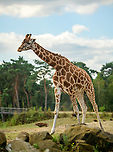 Nubian Giraffe, Beekse Bergen, Netherlands Note: this is a sub species of the Northern giraffe (Giraffa camelopardalis).<br />
https://www.jungledragon.com/image/137741/nubian_giraffe_-_closeup_beekse_bergen_netherlands.html<br />
https://www.jungledragon.com/image/137743/nubian_giraffe_-_patterns_beekse_bergen_netherlands.html Beekse Bergen,Europe,Giraffa camelopardalis camelopardalis,Netherlands,Nubian Giraffe,World