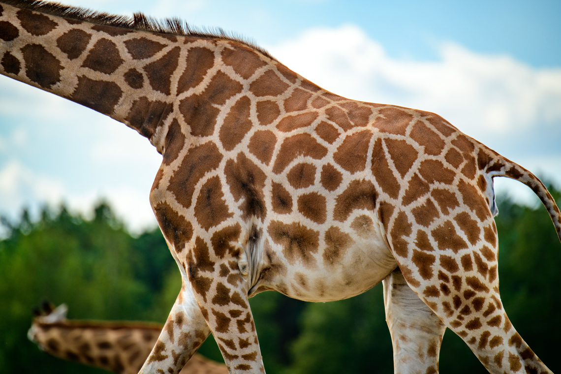 Nubian Giraffe - patterns, Beekse Bergen, Netherlands Note: this is a sub species of the Northern giraffe (Giraffa camelopardalis).<br />
<figure class="photo"><a href="https://www.jungledragon.com/image/137741/nubian_giraffe_-_closeup_beekse_bergen_netherlands.html" title="Nubian Giraffe - closeup, Beekse Bergen, Netherlands"><img src="https://s3.amazonaws.com/media.jungledragon.com/images/2/137741_thumb.jpg?AWSAccessKeyId=05GMT0V3GWVNE7GGM1R2&Expires=1759968010&Signature=03jl9yeKWq1WOcydLgM6A%2F0Upks%3D" width="124" height="152" alt="Nubian Giraffe - closeup, Beekse Bergen, Netherlands Note: this is a sub species of the Northern giraffe (Giraffa camelopardalis).<br />
https://www.jungledragon.com/image/137742/nubian_giraffe_beekse_bergen_netherlands.html<br />
https://www.jungledragon.com/image/137743/nubian_giraffe_-_patterns_beekse_bergen_netherlands.html Beekse Bergen,Europe,Giraffa camelopardalis camelopardalis,Netherlands,Nubian giraffe,World" /></a></figure><br />
<figure class="photo"><a href="https://www.jungledragon.com/image/137742/nubian_giraffe_beekse_bergen_netherlands.html" title="Nubian Giraffe, Beekse Bergen, Netherlands"><img src="https://s3.amazonaws.com/media.jungledragon.com/images/2/137742_thumb.jpg?AWSAccessKeyId=05GMT0V3GWVNE7GGM1R2&Expires=1759968010&Signature=3vGeaoJYAgIKthZck0tMpK3MEPs%3D" width="114" height="152" alt="Nubian Giraffe, Beekse Bergen, Netherlands Note: this is a sub species of the Northern giraffe (Giraffa camelopardalis).<br />
https://www.jungledragon.com/image/137741/nubian_giraffe_-_closeup_beekse_bergen_netherlands.html<br />
https://www.jungledragon.com/image/137743/nubian_giraffe_-_patterns_beekse_bergen_netherlands.html Beekse Bergen,Europe,Giraffa camelopardalis camelopardalis,Netherlands,Nubian Giraffe,World" /></a></figure> Beekse Bergen,Europe,Giraffa camelopardalis camelopardalis,Netherlands,Nubian Giraffe,World